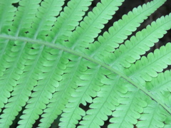 Christella parasitica