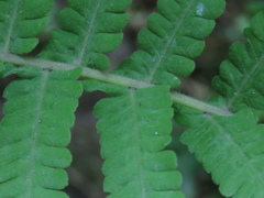 Christella parasitica