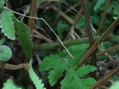 Christella parasitica