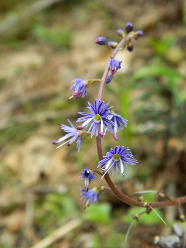 Idaho kittentails (Veronica idahoensis)