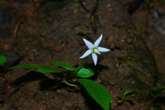 Argostemma solaniflorum