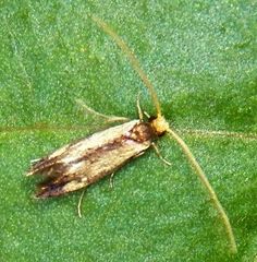 Isocorypha mediostriatella