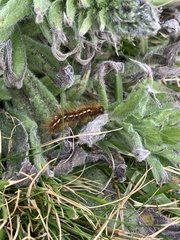 Euproctis chrysorrhoea