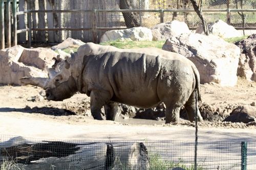 Ceratotherium simum