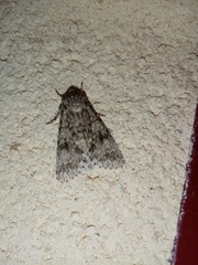 Acronicta aceris