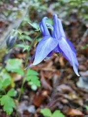 Aquilegia nigricans