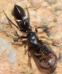 Leptorchestes mutilloides