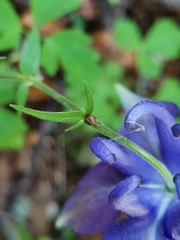 Aquilegia nigricans