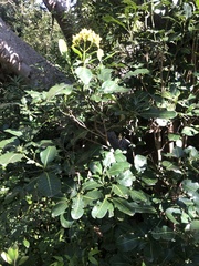 Psychotria capensis capensis