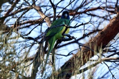 Barnardius zonarius zonarius