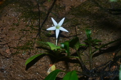Argostemma solaniflorum