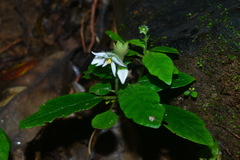 Argostemma solaniflorum