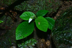 Argostemma solaniflorum