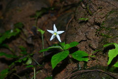 Argostemma solaniflorum