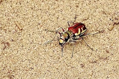 Cicindela lengi