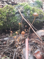 Psilocybe alutacea