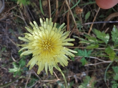 Urospermum dalechampii