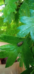 Coccinellini