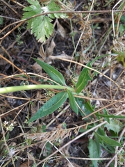 Urospermum dalechampii