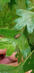 Coccinellini