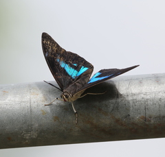 Archaeoprepona demophon