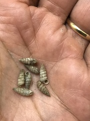 Microceramus pontificus