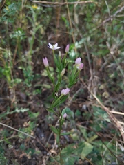 Centaurium pulchellum