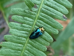 Endelus cupido