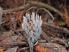 Clavulina tasmanica