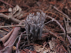 Clavulina tasmanica