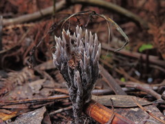 Clavulina tasmanica