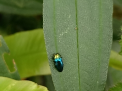 Endelus cupido