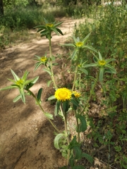 Pallenis spinosa