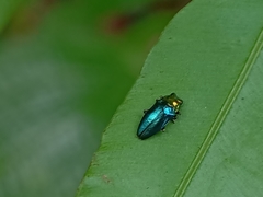 Endelus cupido