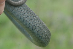 Coluber constrictor foxii
