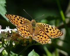 Argynnis adippe