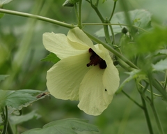 Hibiscus vitifolius