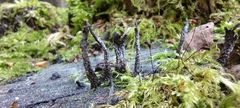 Fungi