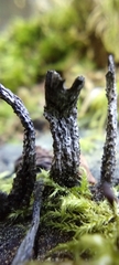 Fungi
