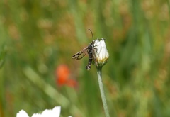 Chamaesphecia empiformis