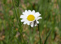 Chamaesphecia empiformis