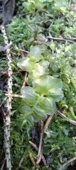Bryophyta