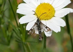 Chamaesphecia empiformis