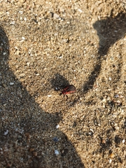 Haematoloecha rufithorax