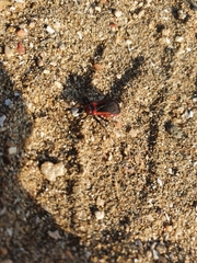 Haematoloecha rufithorax