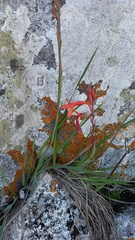 Watsonia hysterantha