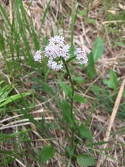 Valeriana simplicifolia