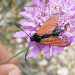 Zygaena rubicundus