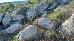 Watsonia hysterantha