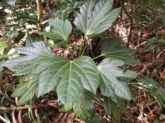 Osmoxylon pectinatum